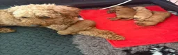Cavapoo dogs for sale: F2 cavapoo puppies in Sunderland - Advert 3