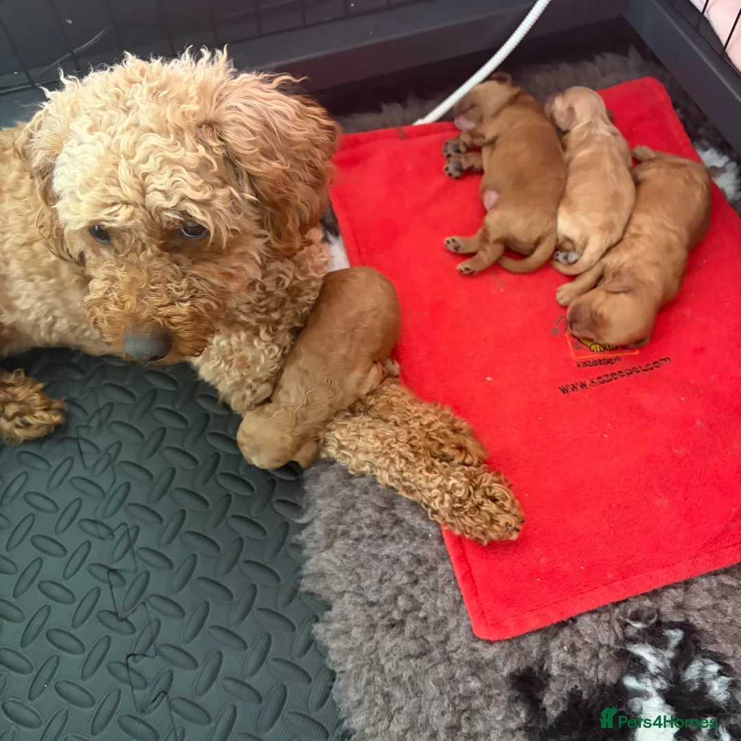 Cavapoo dogs for sale: F2 cavapoo puppies in Sunderland - Advert 3
