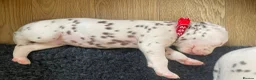 Dalmatian dogs for sale: Exceptional KC Liver Spotted Dalmatian Puppies - Advert 24