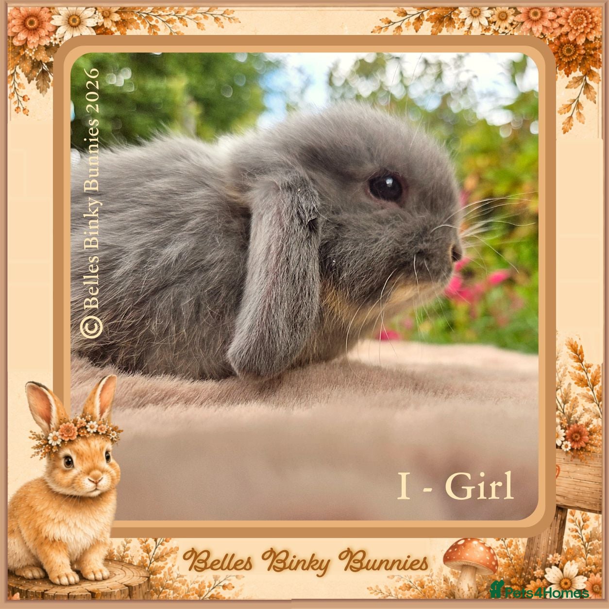 Mini Lop rabbits 🌻One Girl Left 🌻 Ready 11th Sep - Advert 6