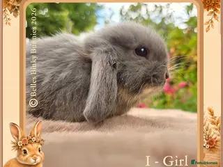 Mini Lop rabbits 🌻One Girl Left 🌻 Ready 11th Sep - Advert 6