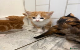Mixed Breed cats for sale: 5 Beautiful Ragdoll/Tabby Kittens  - Image 4