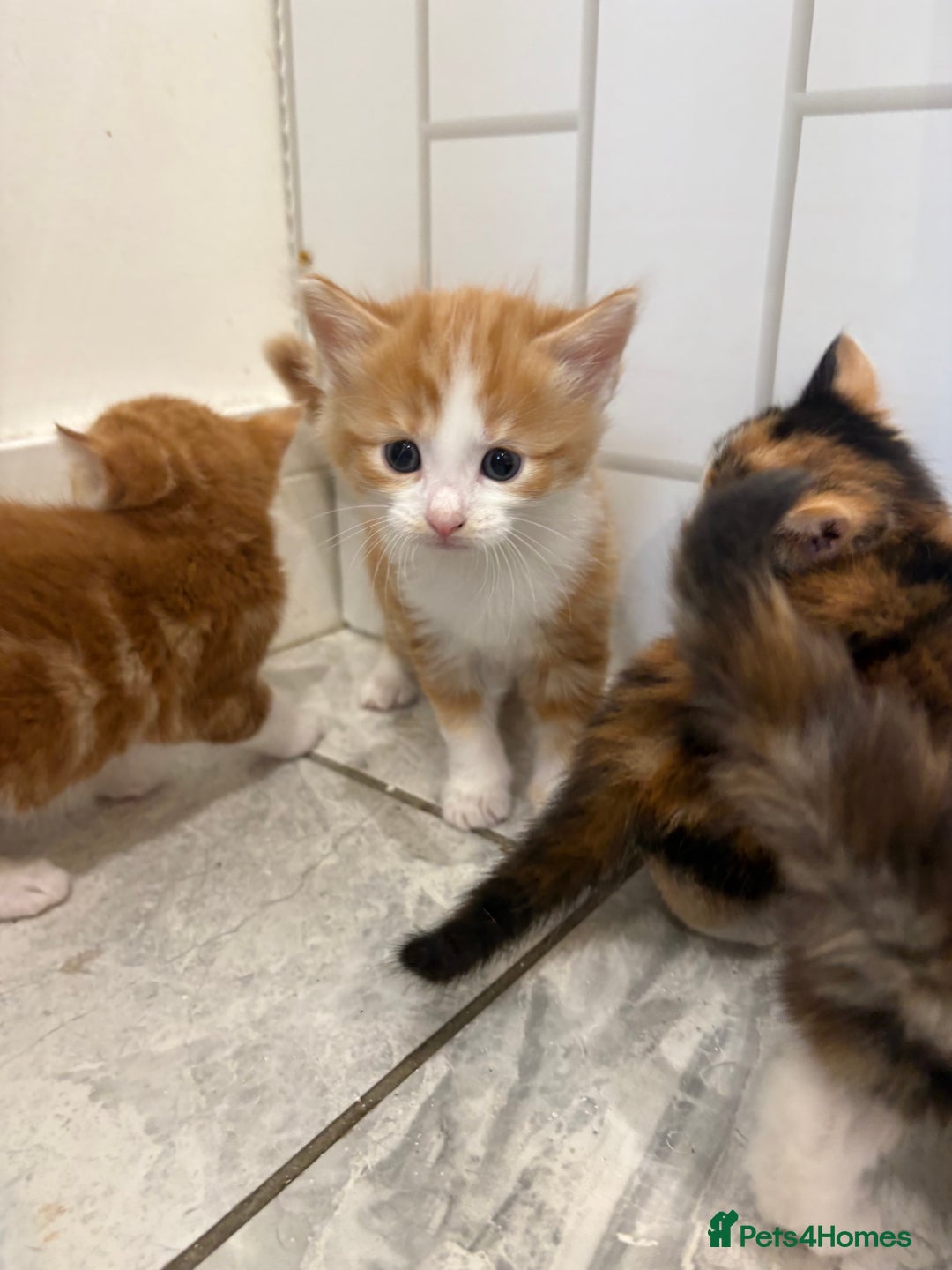 Mixed Breed cats for sale: 5 Beautiful Ragdoll/Tabby Kittens  - Image 4