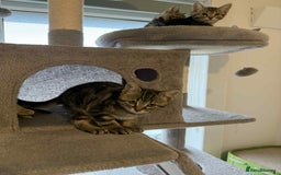 Mixed Breed cats for sale: Adorable Kittens Looking for Forever Homes! 🐱💕 - Image 15