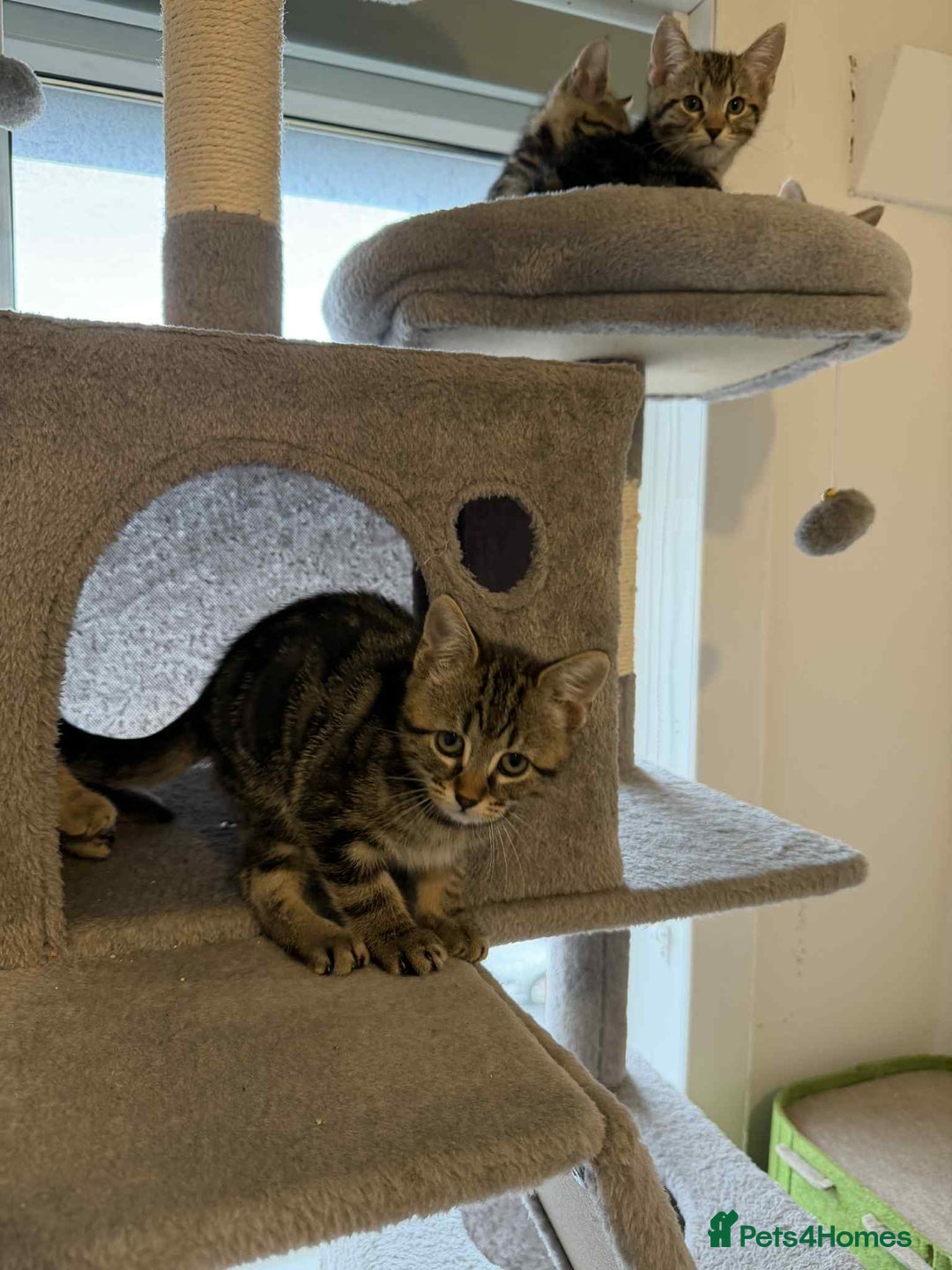 Mixed Breed cats for sale: Adorable Kittens Looking for Forever Homes! 🐱💕 - Image 15