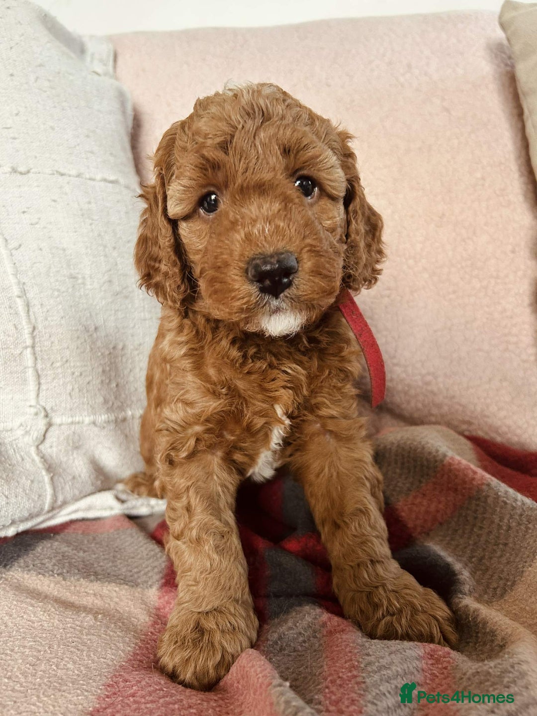Mixed Breed dogs for sale: Beautiful miniature labradoodle puppies  - Advert 19
