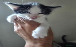 Domestic Shorthair cats for sale: Kittens  - Image 4