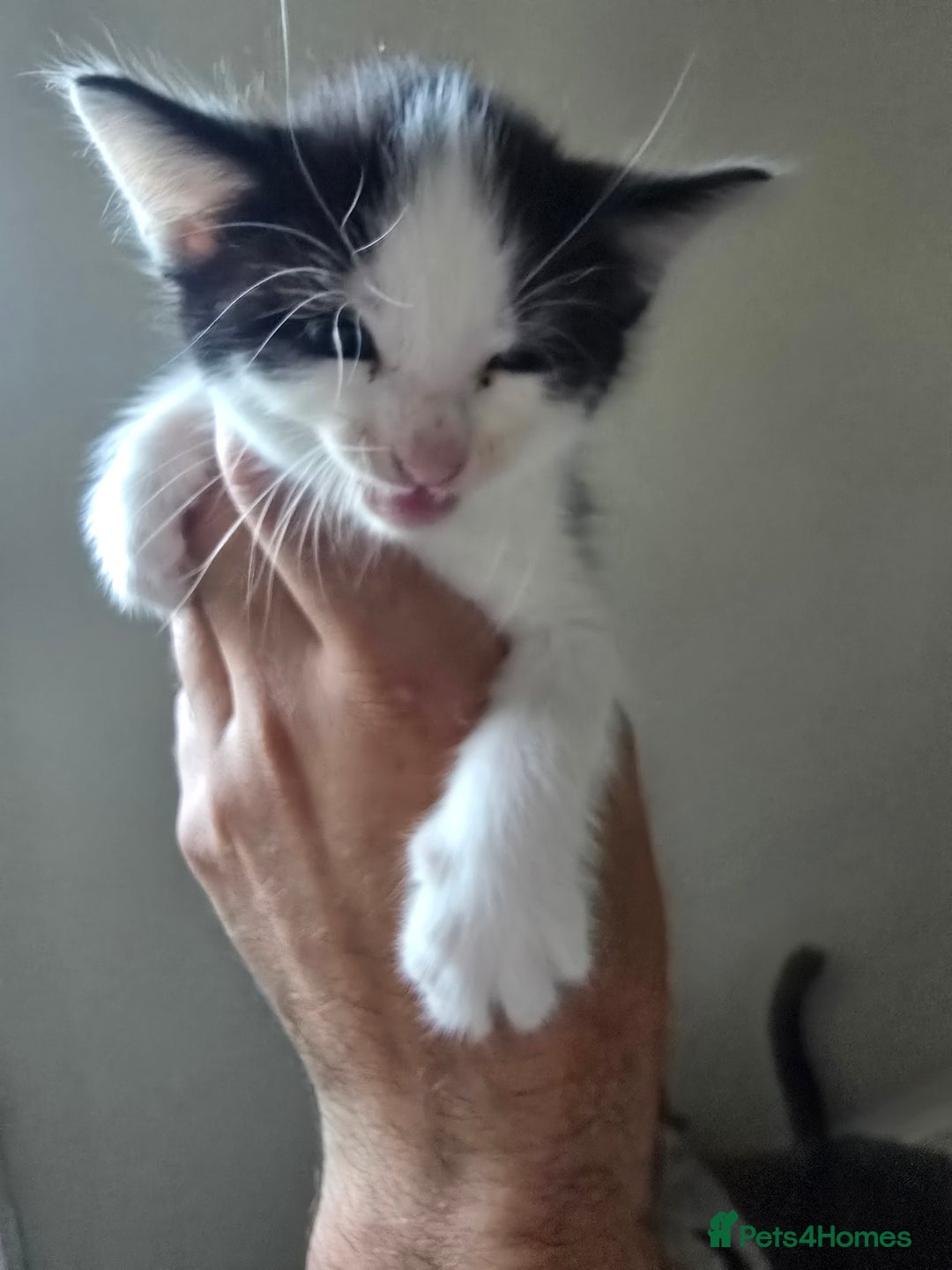 Domestic Shorthair cats for sale: Kittens  - Image 4