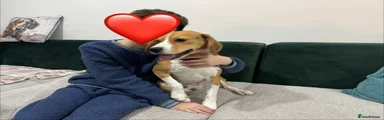 Beagle Puppy 2