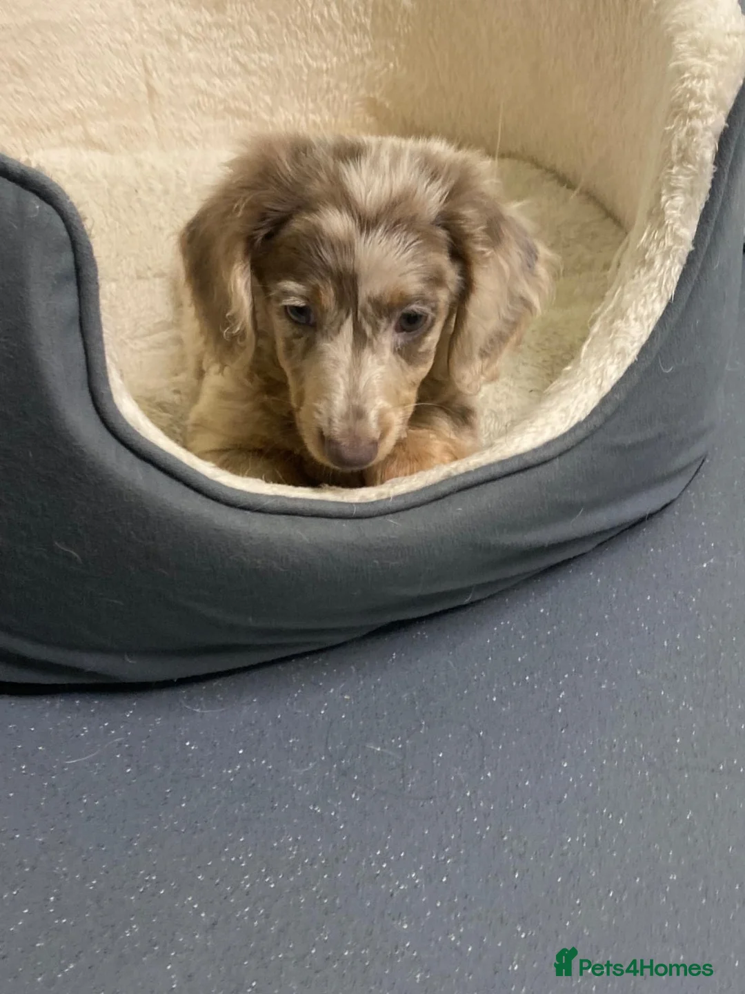 Miniature Dachshund dogs for sale: ‼️ LAST PUP READY TO LEAVE NOW ‼️ - Advert 2