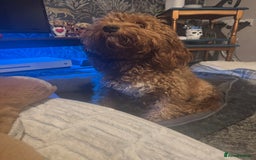 Cockapoo dogs for sale: Cockerpoo pups - Image 1