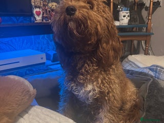 Cockapoo dogs - Advert 24