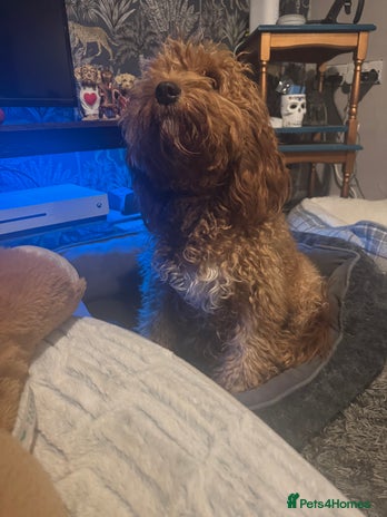 Cockapoo dogs - Advert 8