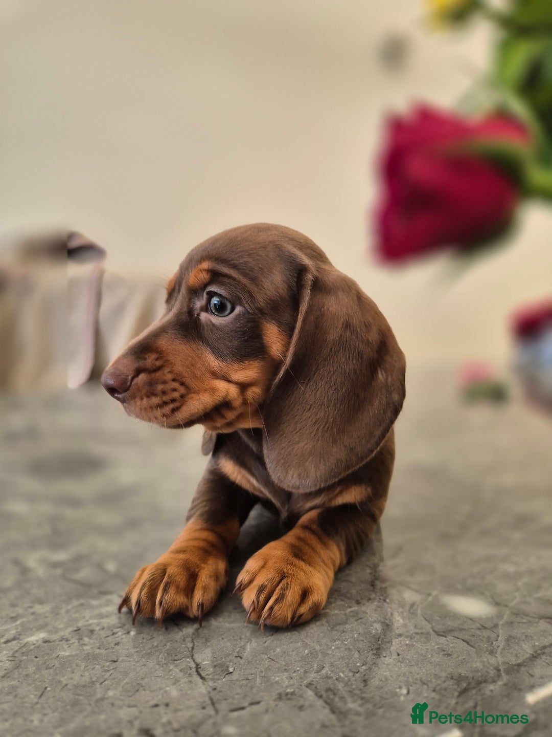 Dachshund dogs for sale: READY TO LEAVE Miniature dachshund puppies PRA CLR - Image 13