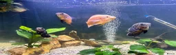 Cichlids fish for sale: Happy, Loved Oscar Fish and Friends  in Yateley - Advert 6