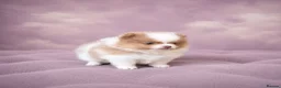 Pomeranian dogs for sale: ✨🐾 Exceptional KC Pom Boy Rare Isabella Parti💖 - Advert 4