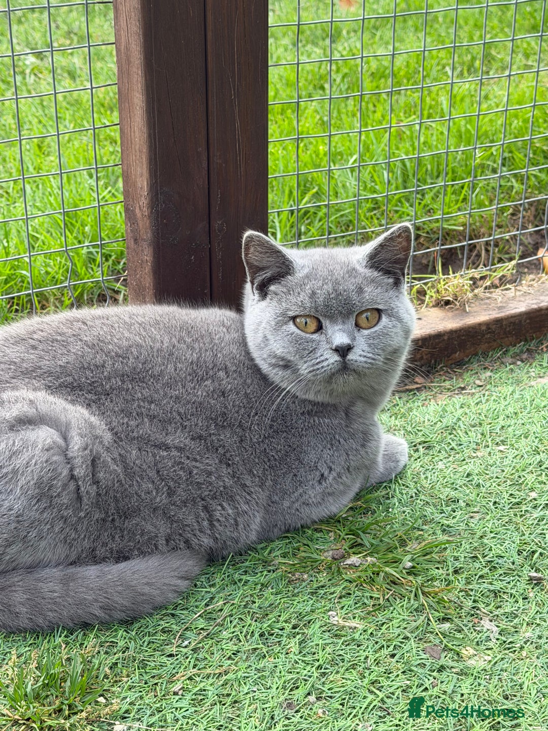 British Shorthair cats for sale: British Shorthair  - Advert 5