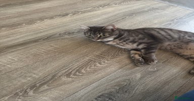 Mixed Breed cats - Advert 1