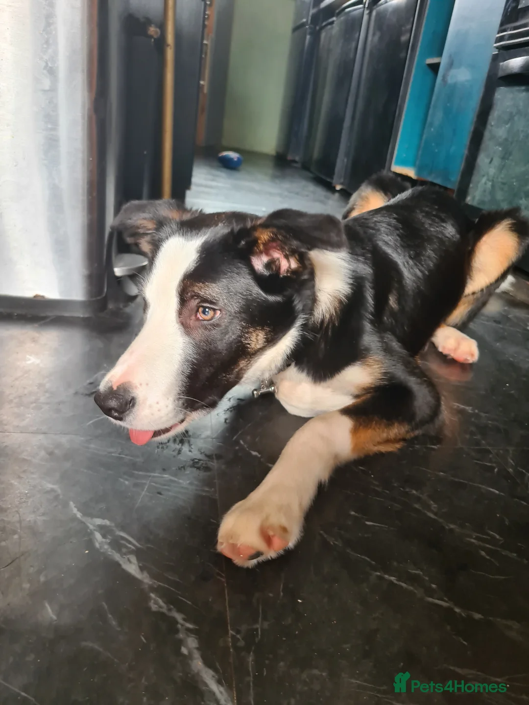 Border Collie dogs for sale: Lively Border Collie  - Advert 2