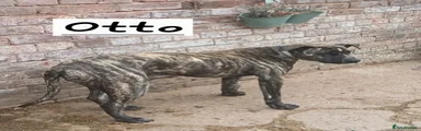 Otto