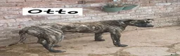 Mixed Breed dogs for sale: Rescue Dogs searching for their forever homes - Advert 2