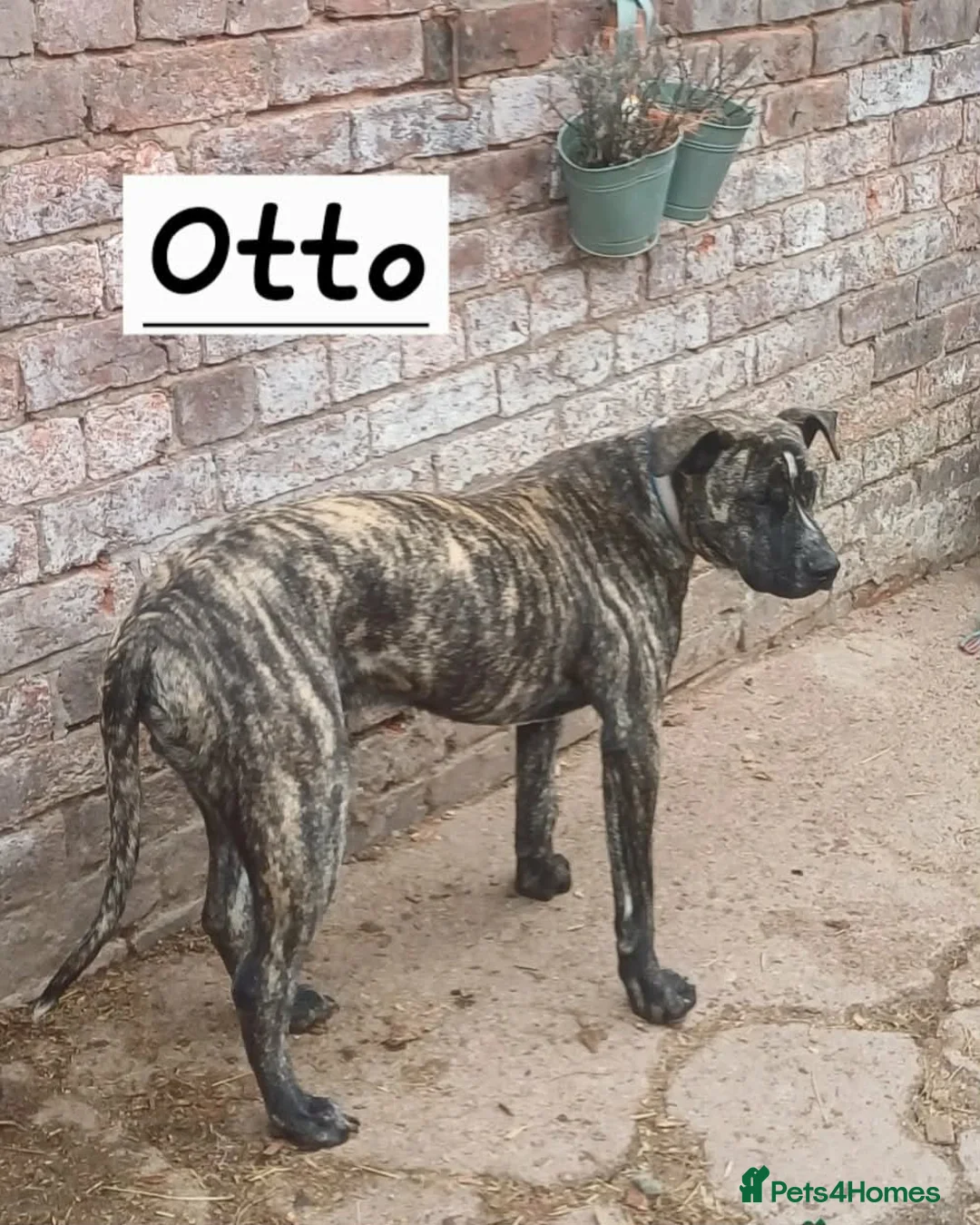 Mixed Breed dogs for sale: Rescue Dogs searching for their forever homes - Advert 2