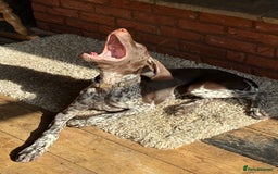 German Shorthaired Pointer dogs for sale: Young German Pointer for sale - Image 2