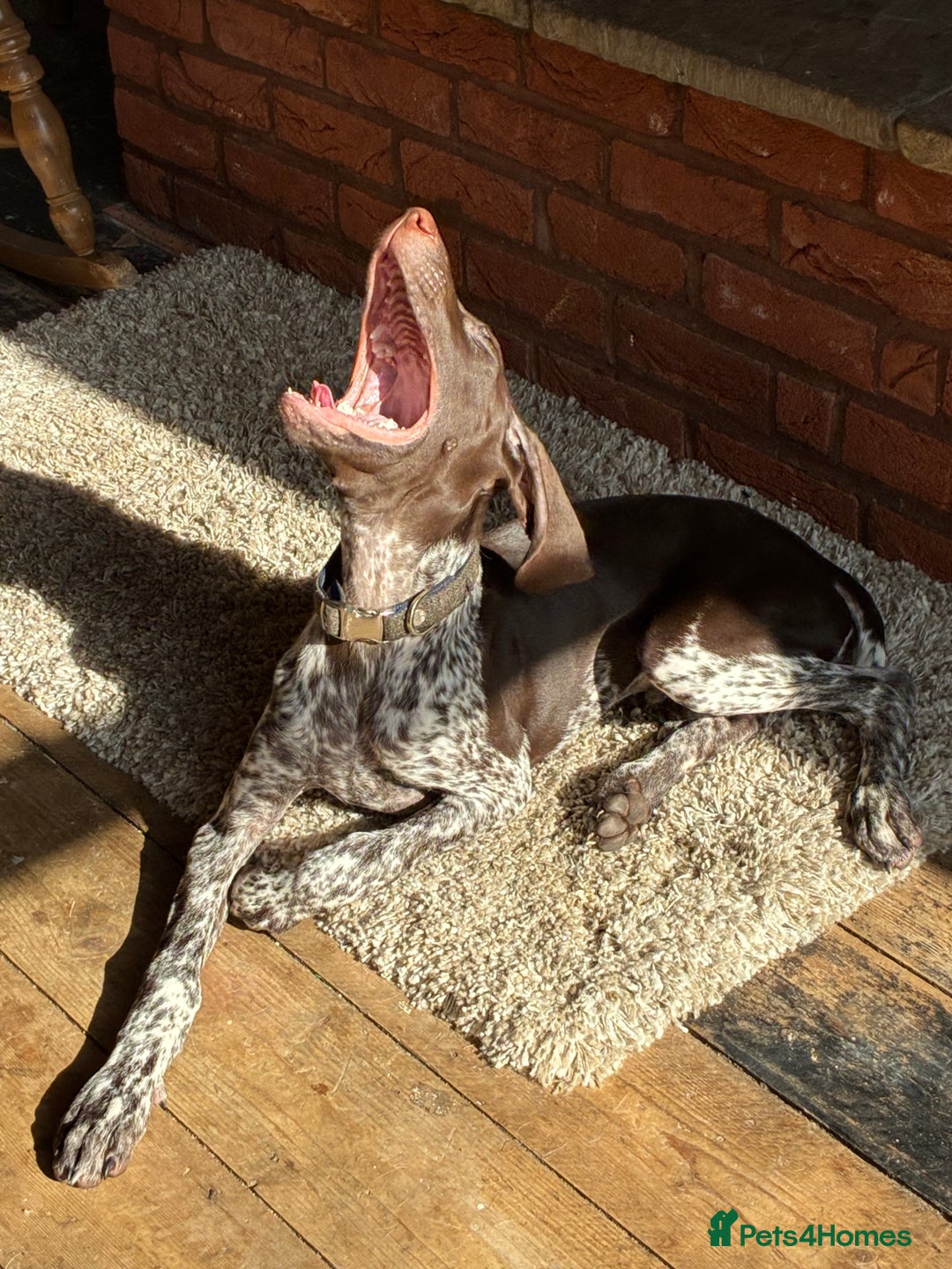 German Shorthaired Pointer dogs for sale: Young German Pointer for sale - Image 2