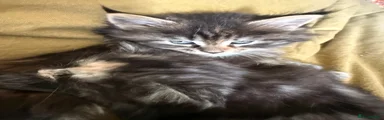 Maine Coon Kitten 5