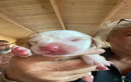 Beagle dogs for sale: Beautiful beagle boys kc reg ready 19 sept  - Image 2
