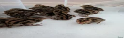 Quail poultry for sale: Coturnix Quail - chicks and adults - Advert 4