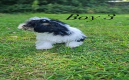 Shorkie dogs for sale: Shorkie pups ready now - Image 23