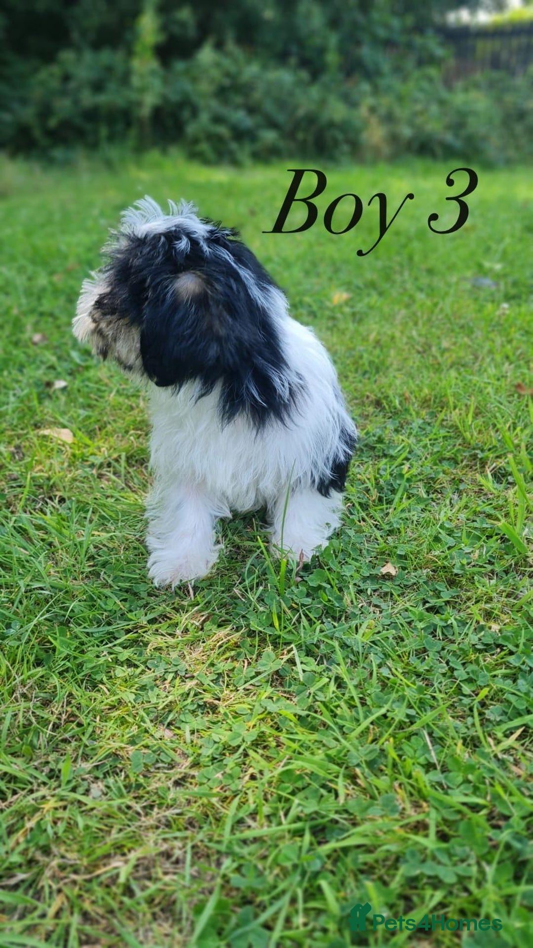 Shorkie dogs for sale: Shorkie pups ready now - Image 23