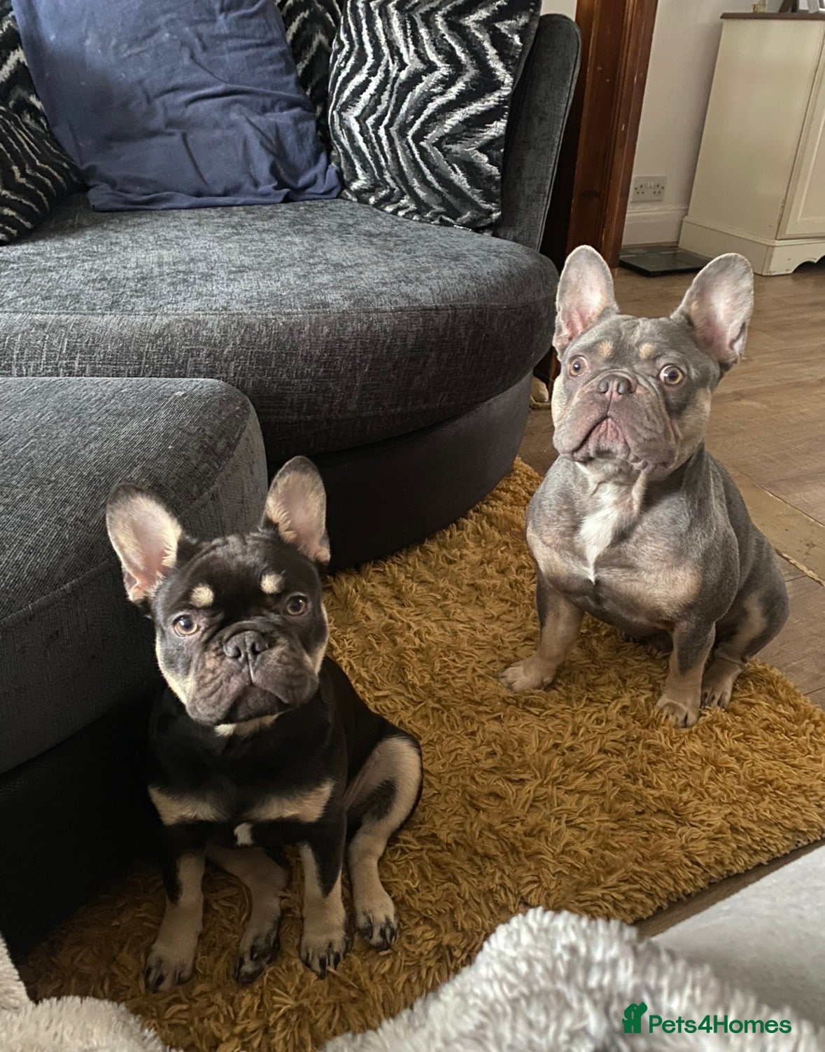 French Bulldog dogs 4 beautiful French bulldogs - Advert 3