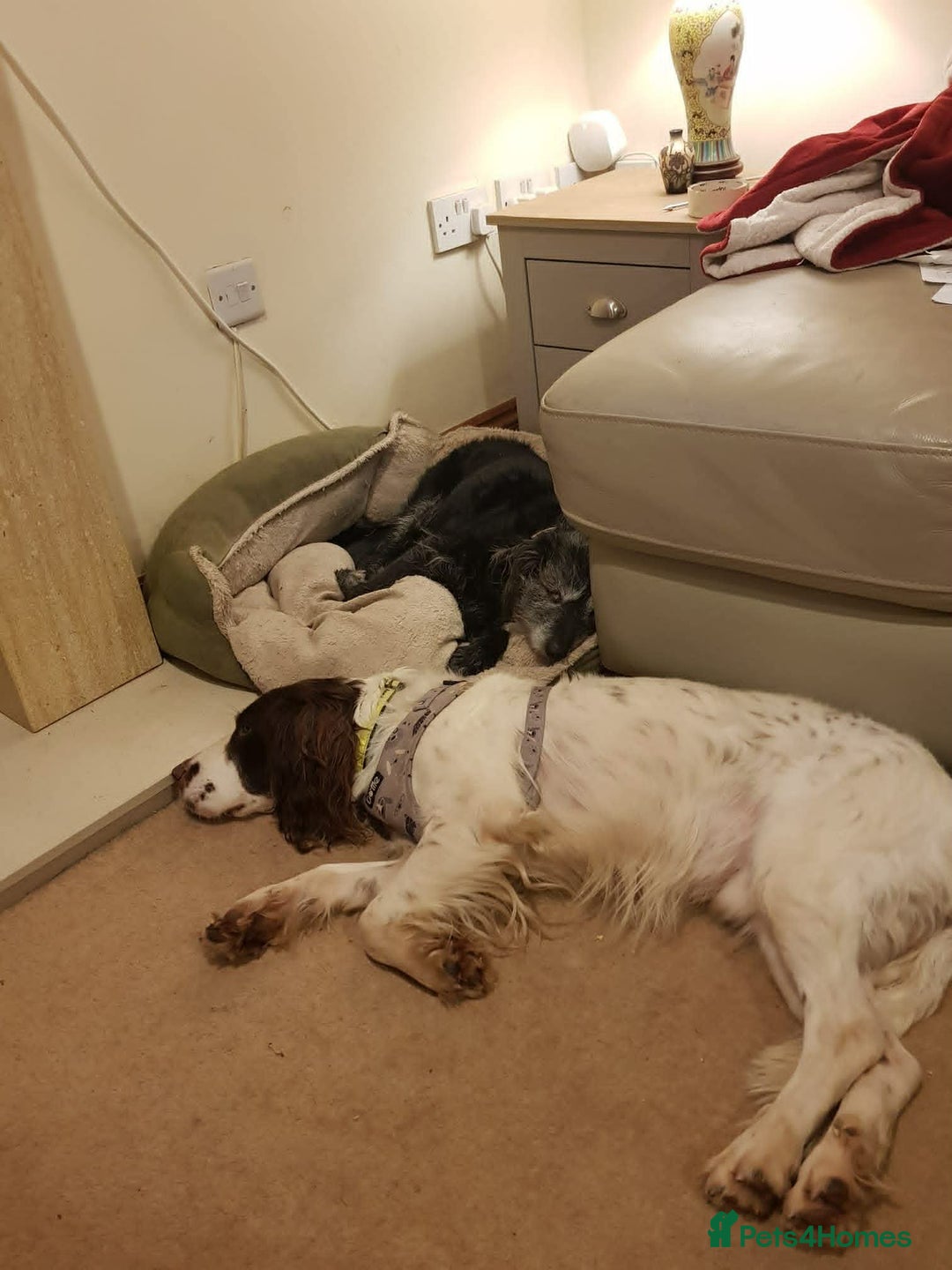 English Springer Spaniel dogs for adoption: Wonderful, gentle boy, Jazzie in Solihull - Advert 3