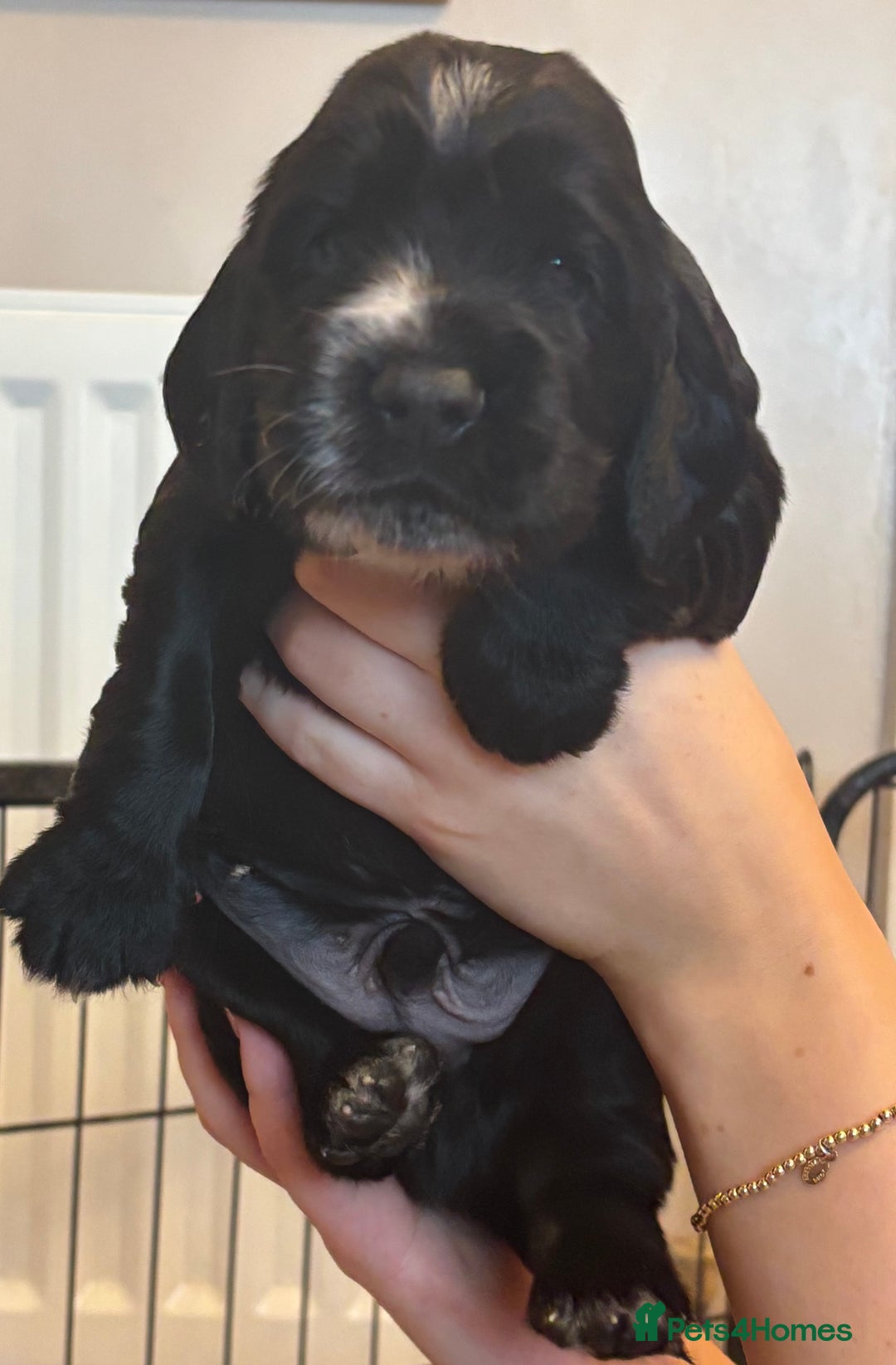 Cocker Spaniel dogs for sale: 4 cocker spaniel puppies, mum and dad family pets - Advert 20