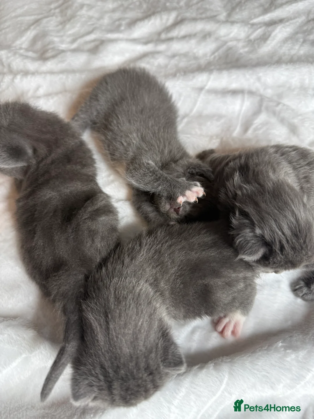 British Shorthair cats for sale: Our British Shorthair Grey Kittens  - Advert 9