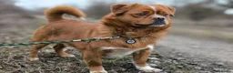 Mixed Breed dogs for adoption: 💙🐶 BONIK – TWO PERSONALITIES IN ONE LITTLE BODY in Burton-on-Trent - Advert 7