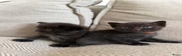British Shorthair cats for sale: Beautiful British Shorthair Cross Kittens 🐾 - Advert 10
