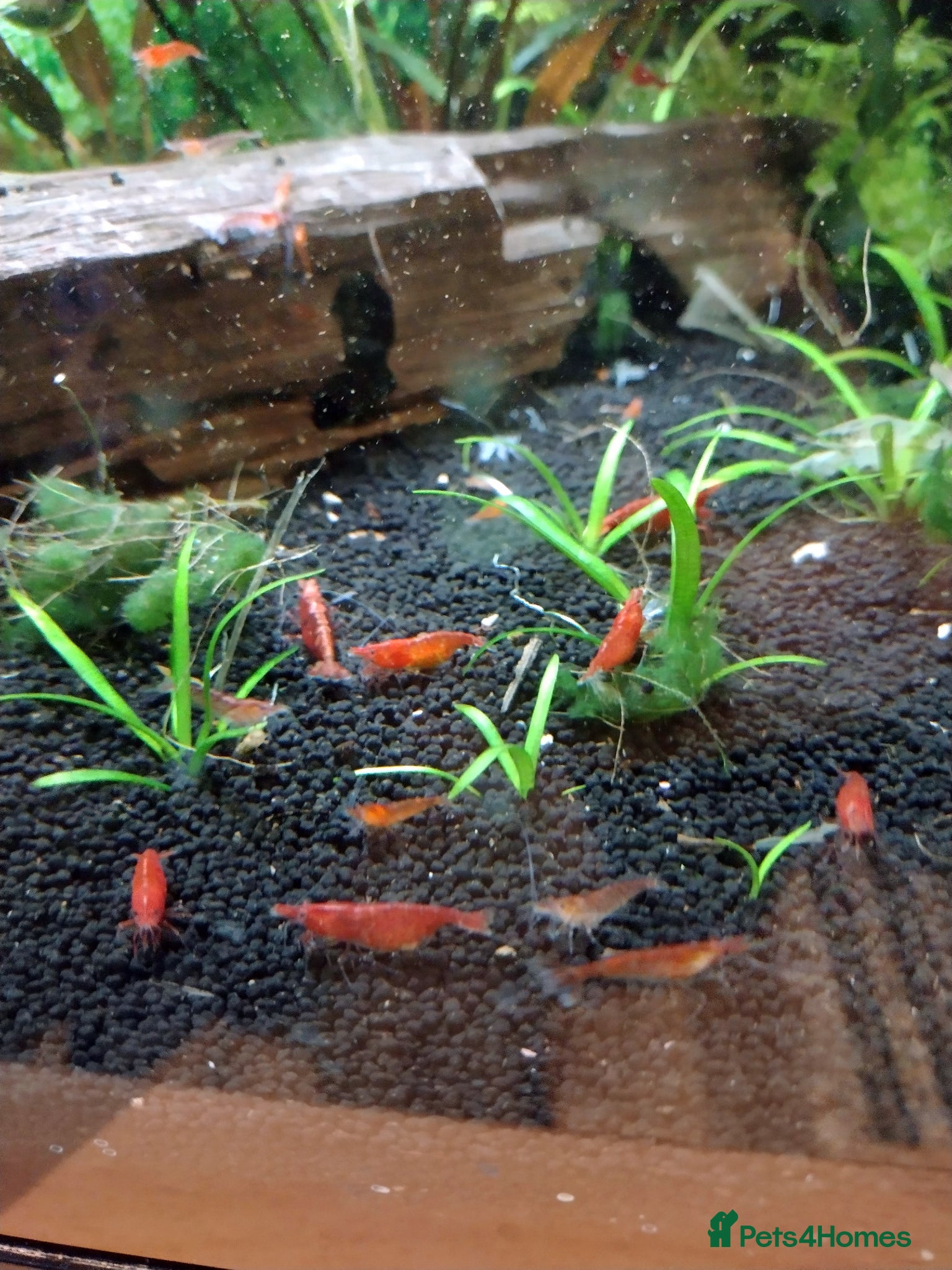 Shrimps fish Cherry shrimps - Advert 11