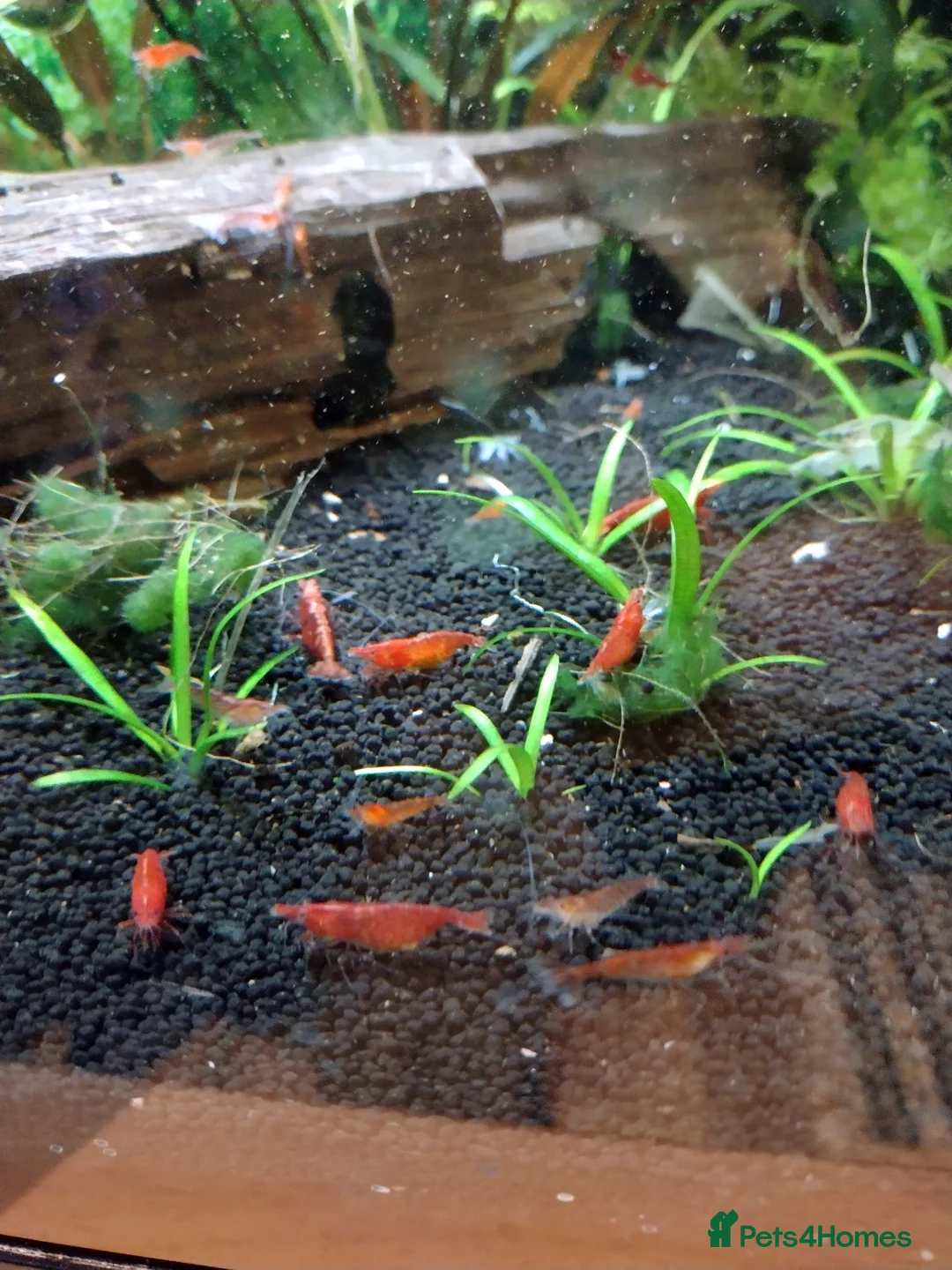 Shrimps fish for sale: Cherry shrimps in London - Advert 1