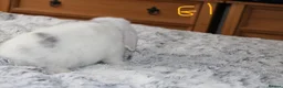 Mini Lop rabbits for sale: Stunning Mini Lop Babies - Advert 15