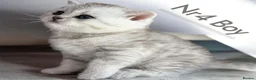 Scottish Fold cats for sale: 4 Pedigree Scottish Fold/Straight Kittens - Advert 25