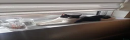 Mixed Breed cats for sale: Black & white Calico/torti beauties  - Advert 4