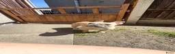 French Bulldog dogs for sale: French bulldog to a loving home in Wakefield - Advert 4