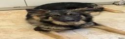 German Shepherd dogs for sale: Meet marmalade our female German shepherd  - Advert 4