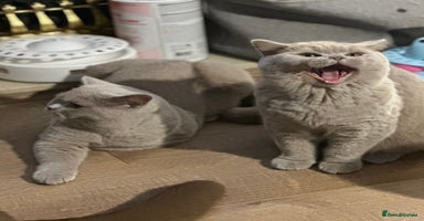 British Shorthair cats Exc   champion line - Advert 14