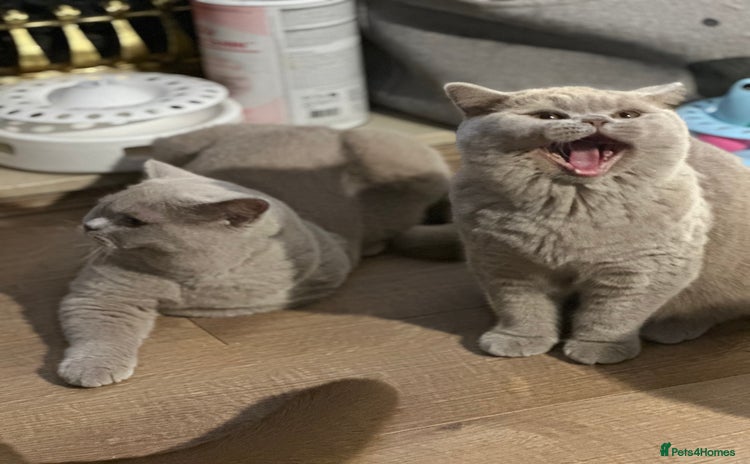 British Shorthair cats Exc   champion line - Advert 2