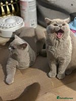 British Shorthair cats Exc champion line - Advert 3