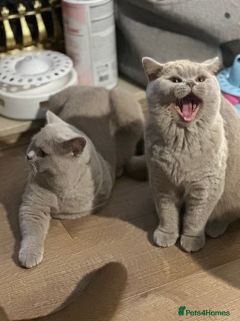 British Shorthair cats Exc champion line - Advert 2